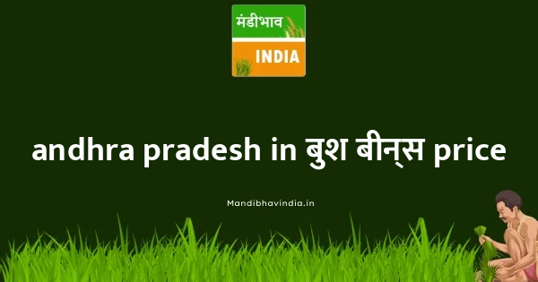 बुश बीन्स Price